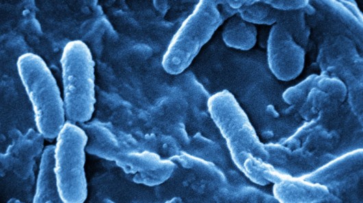 Bacterial infection under a microscope