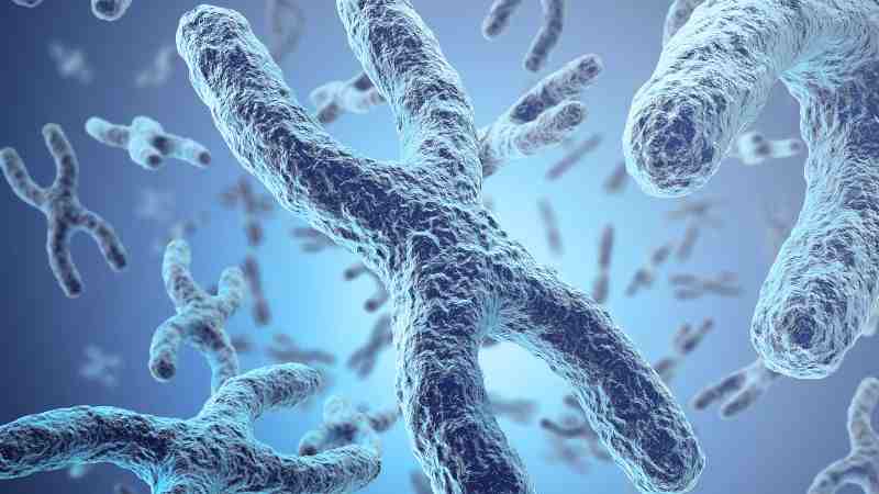 Telomere Length Test Chiang Mai